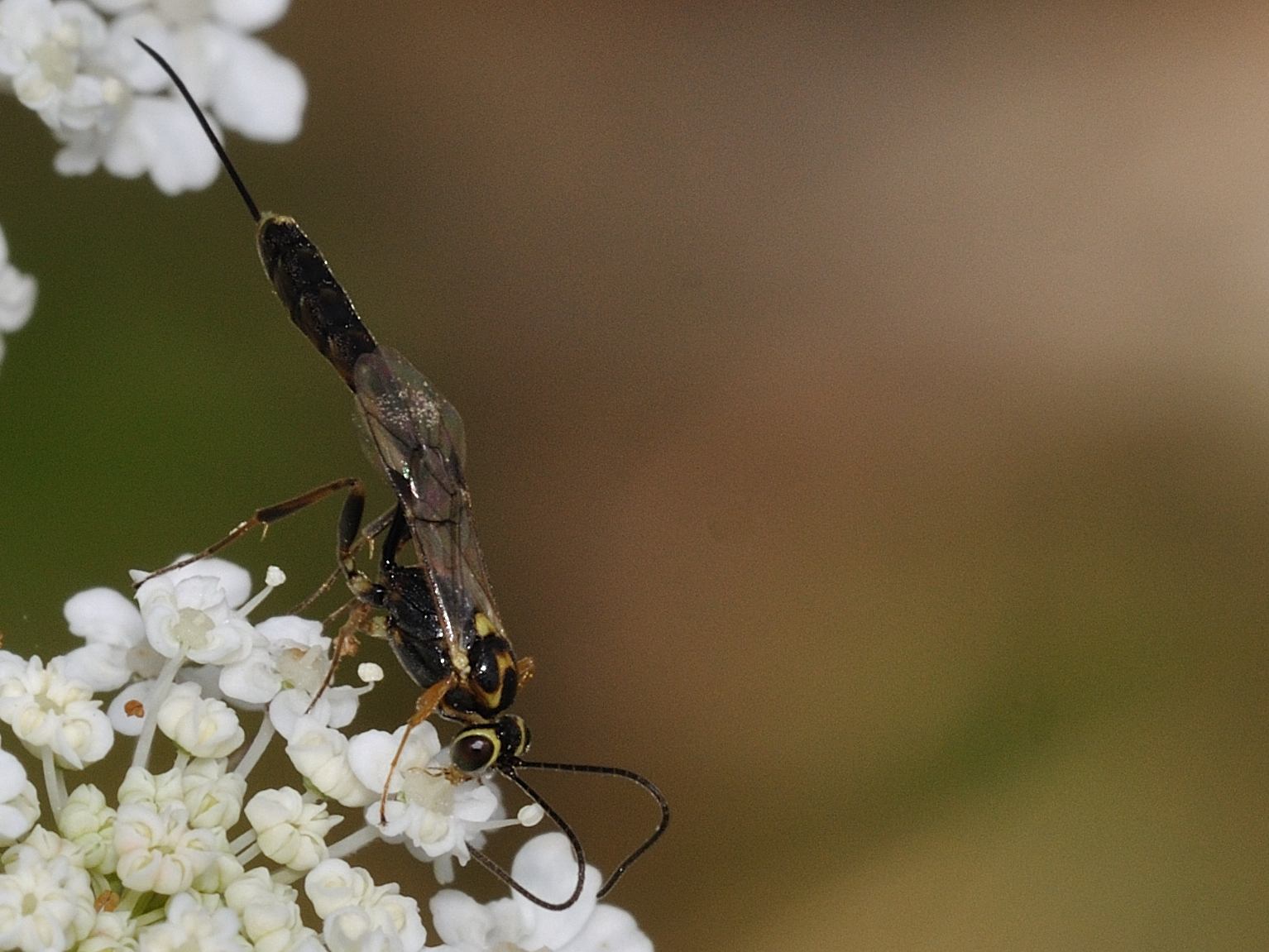 Ichneumonidae